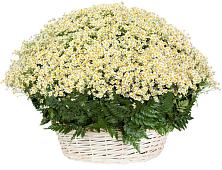 Цветочная композиция из Ромашки в корзине #REPLACE_PRED# Онуфриево